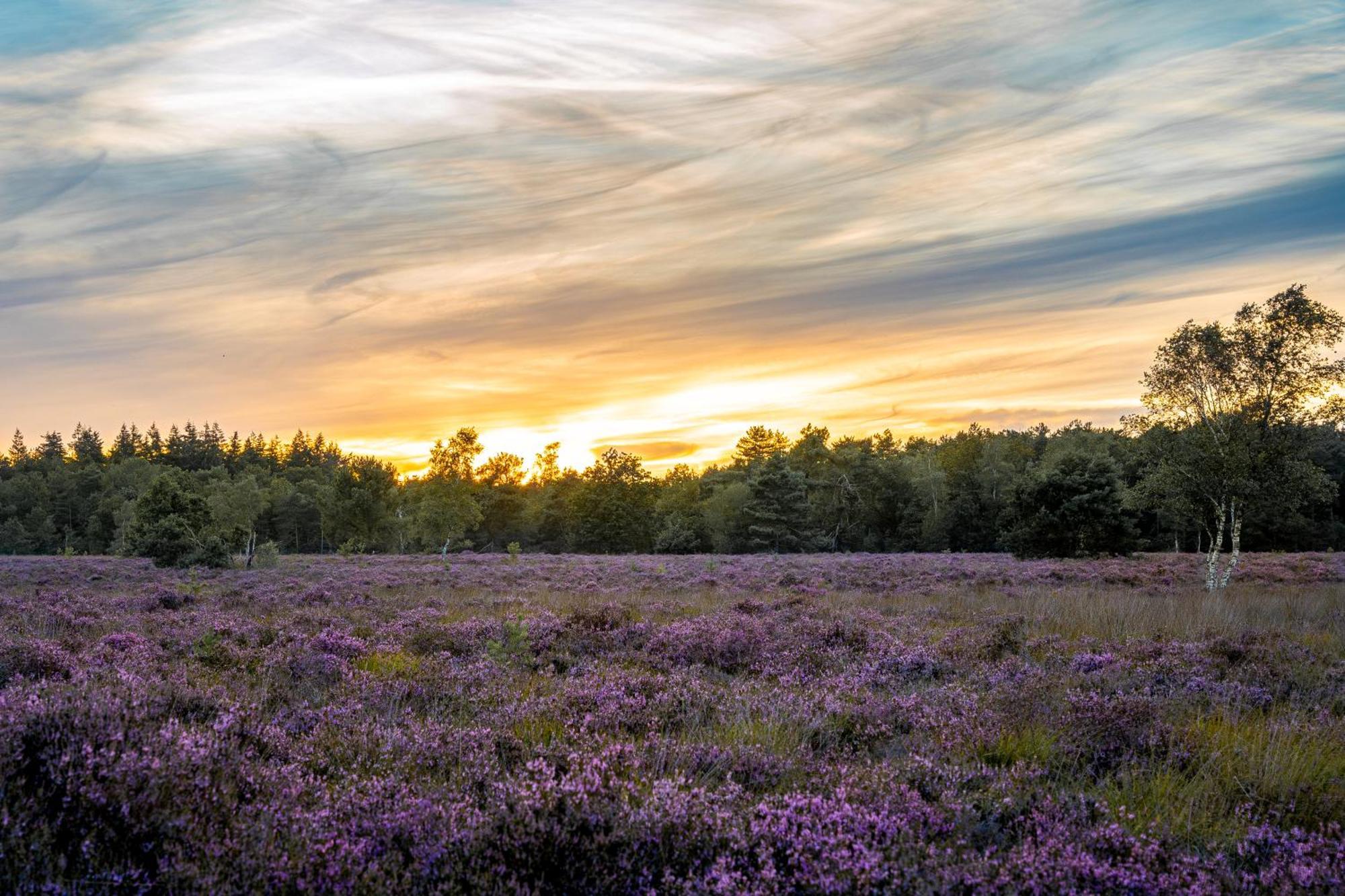 Veluwe Park Reewold Chalet Talisman Пюттен Екстер'єр фото